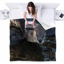 Otter Blankets 62531276