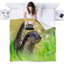 Otter Blankets 65293860
