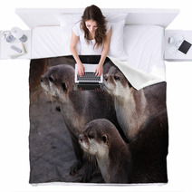 Otter Blankets 90144213