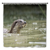 Otter, Lutra Lutra Bath Decor 54002737