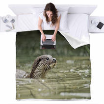 Otter, Lutra Lutra Blankets 54002737