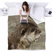Otter( Lutra Lutra) Blankets 65361900