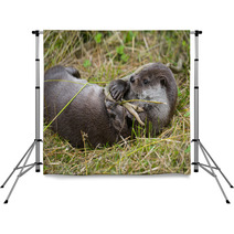 Otter - Lutra Lutra In Nature Backdrops 86289830