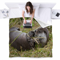 Otter - Lutra Lutra In Nature Blankets 86289830
