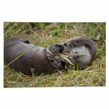 Otter - Lutra Lutra In Nature Rugs 86289830