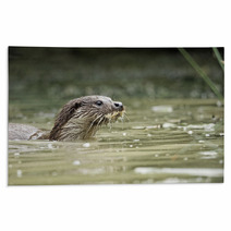 Otter, Lutra Lutra Rugs 54002737
