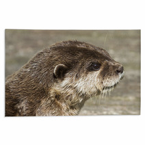 Otter( Lutra Lutra) Rugs 65361900