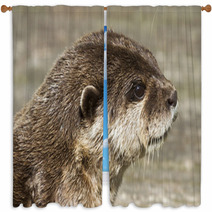 Otter( Lutra Lutra) Window Curtains 65361900