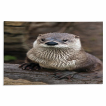 Otter Rugs 59896629