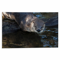Otter Rugs 62531276