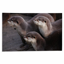 Otter Rugs 90144213