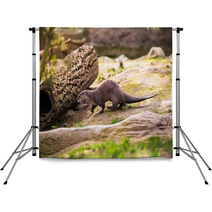  Otter Standing On A Rock With Prey In The Teeth Backdrops 100527887