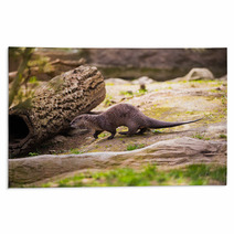  Otter Standing On A Rock With Prey In The Teeth Rugs 100527887
