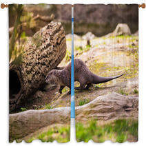  Otter Standing On A Rock With Prey In The Teeth Window Curtains 100527887