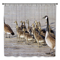 Pair Of Adult Canada Geese Lead Their Young Goslings Across The Boardwalk
 Bath Decor 99371196
