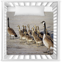 Pair Of Adult Canada Geese Lead Their Young Goslings Across The Boardwalk
 Nursery Decor 99371196