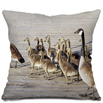 Pair Of Adult Canada Geese Lead Their Young Goslings Across The Boardwalk
 Pillows 99371196