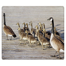 Pair Of Adult Canada Geese Lead Their Young Goslings Across The Boardwalk
 Rugs 99371196