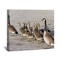 Pair Of Adult Canada Geese Lead Their Young Goslings Across The Boardwalk
 Wall Art 99371196