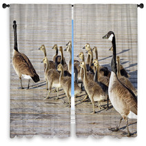 Pair Of Adult Canada Geese Lead Their Young Goslings Across The Boardwalk
 Window Curtains 99371196