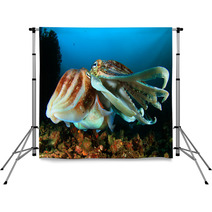 Pair Of Cuttlefish Mating Backdrops 76605246