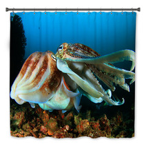 Pair Of Cuttlefish Mating Bath Decor 76605246