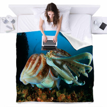 Pair Of Cuttlefish Mating Blankets 76605246