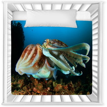 Pair Of Cuttlefish Mating Nursery Decor 76605246