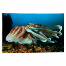 Pair Of Cuttlefish Mating Rugs 76605246