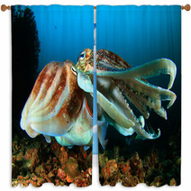 Pair Of Cuttlefish Mating Window Curtains 76605246
