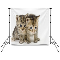 Pair Of Kittens On White Backgroun Backdrops 3267686
