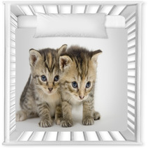 Pair Of Kittens On White Backgroun Nursery Decor 3267686