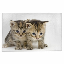Pair Of Kittens On White Backgroun Rugs 3267686