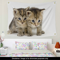 Pair Of Kittens On White Backgroun Wall Art 3267686