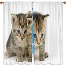 Pair Of Kittens On White Backgroun Window Curtains 3267686