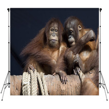 Pair of orangutans 1 Backdrops 95631948