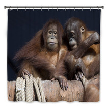 Pair of orangutans 1 Bath Decor 95631948