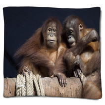 Pair of orangutans 1 Blankets 95631948