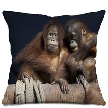 Pair of orangutans 1 Pillows 95631948