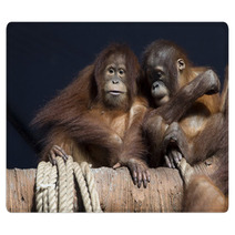 Pair of orangutans 1 Rugs 95631948