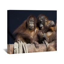 Pair of orangutans 1 Wall Art 95631948