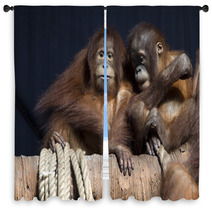 Pair of orangutans 1 Window Curtains 95631948