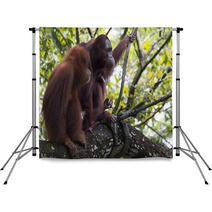 Pair of orangutans Backdrops 93527030