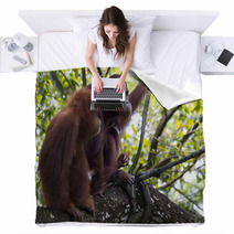 Pair of orangutans Blankets 93527030