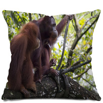 Pair of orangutans Pillows 93527030