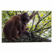Pair of orangutans Rugs 93527030