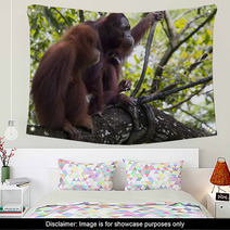 Pair of orangutans Wall Art 93527030