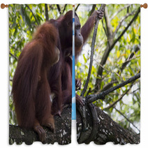 Pair of orangutans Window Curtains 93527030