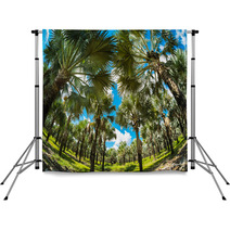 Palm Trees Backdrops 61382881