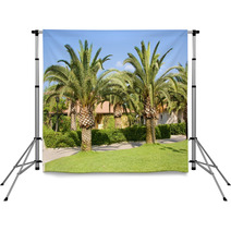 Palm Trees In The Countryside Backdrops 55298264